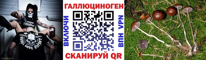 мега зеркало  Арамиль  Псилоцибиновые грибы Cubensis 
